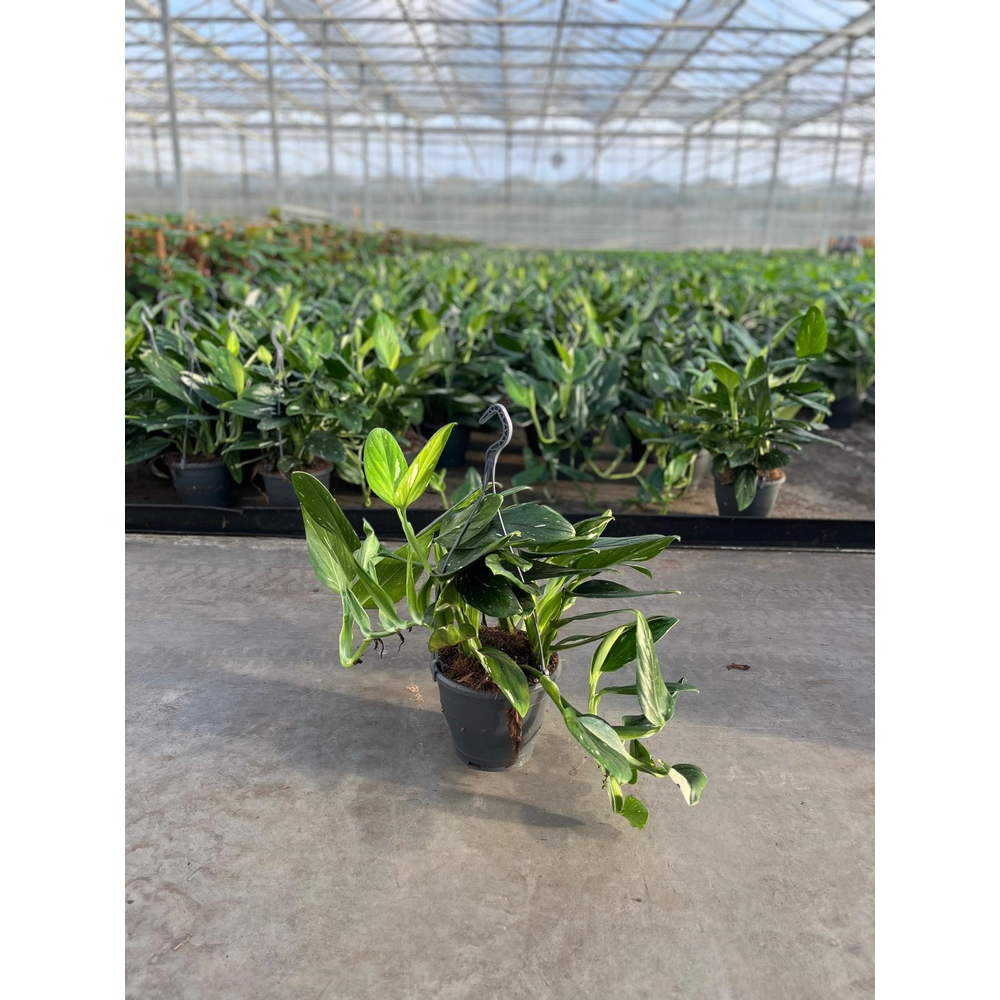 Philodendron Cobra Hang.