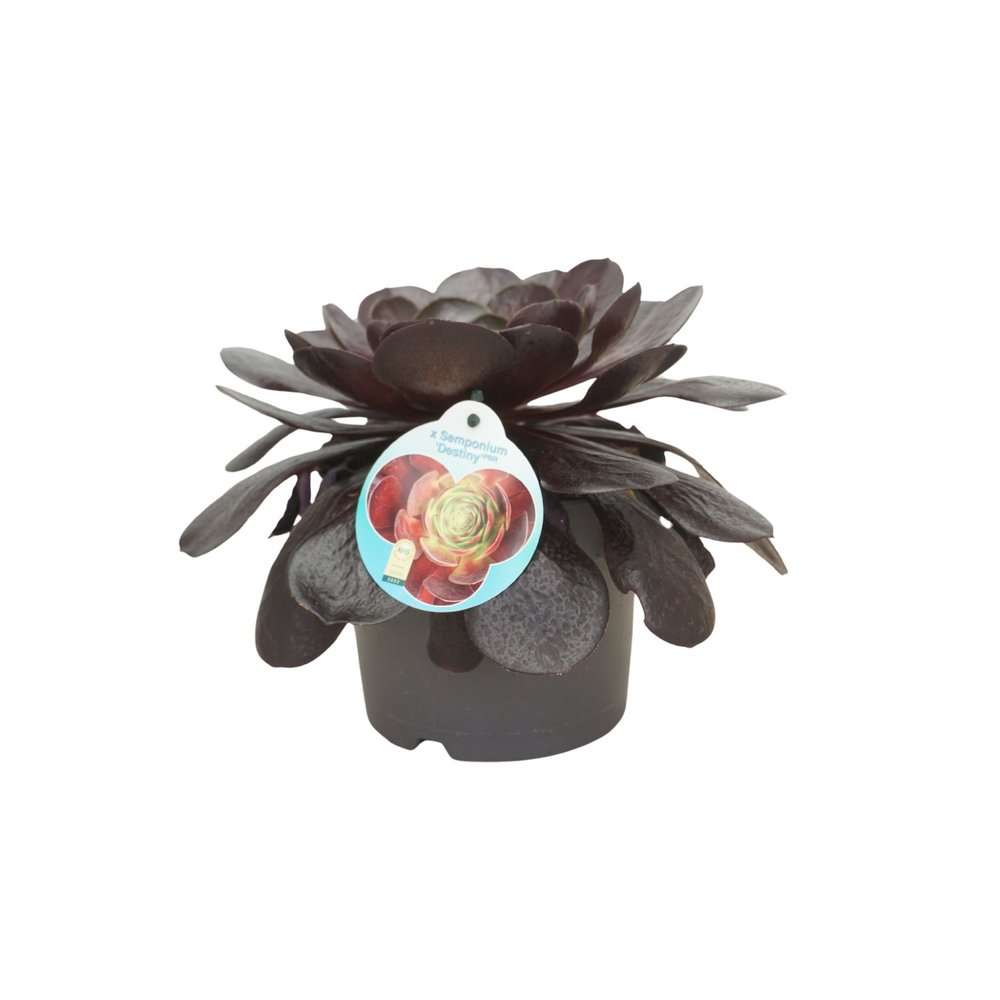 Semponium Destiny 17 cm met etiket.