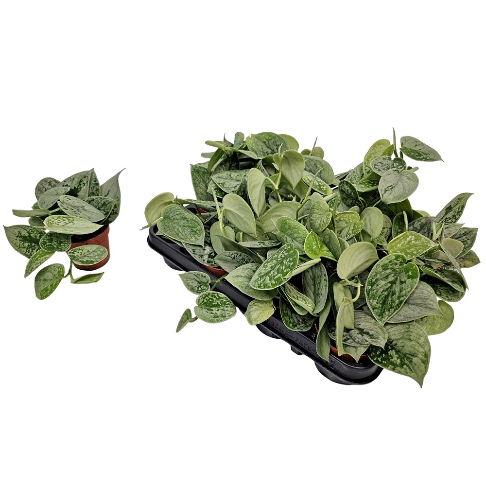 Scindapsus Silvery Ann.