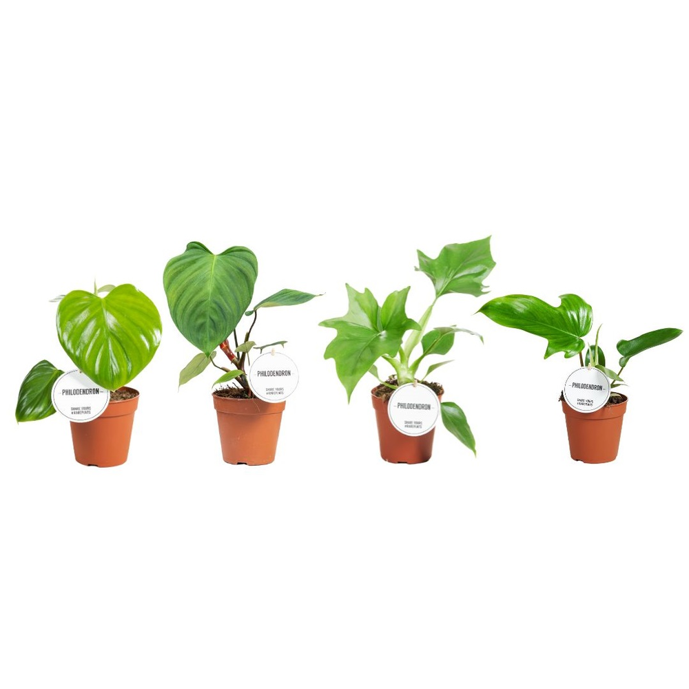 Philodendron Green Mix.