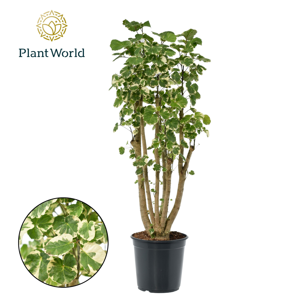 Polyscias Balfouriana vertakt (Decorum).