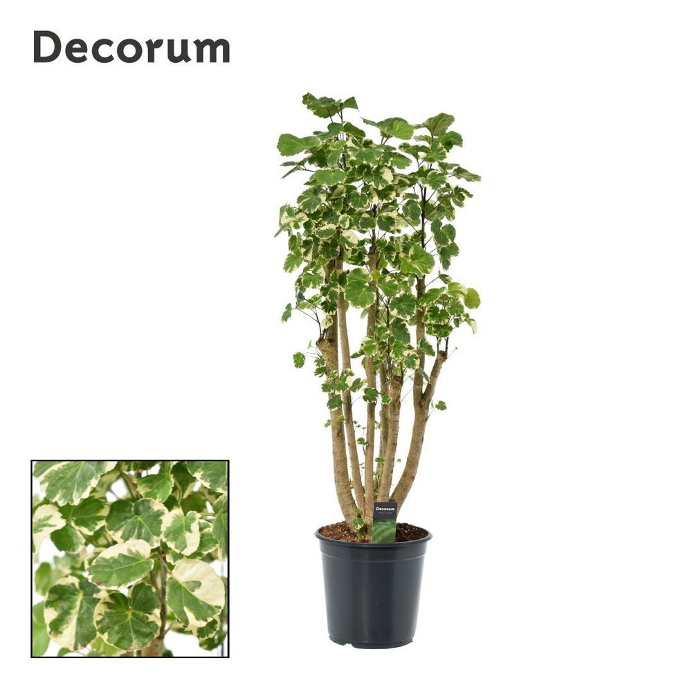 Polyscias Balfouriana vertakt (Decorum).