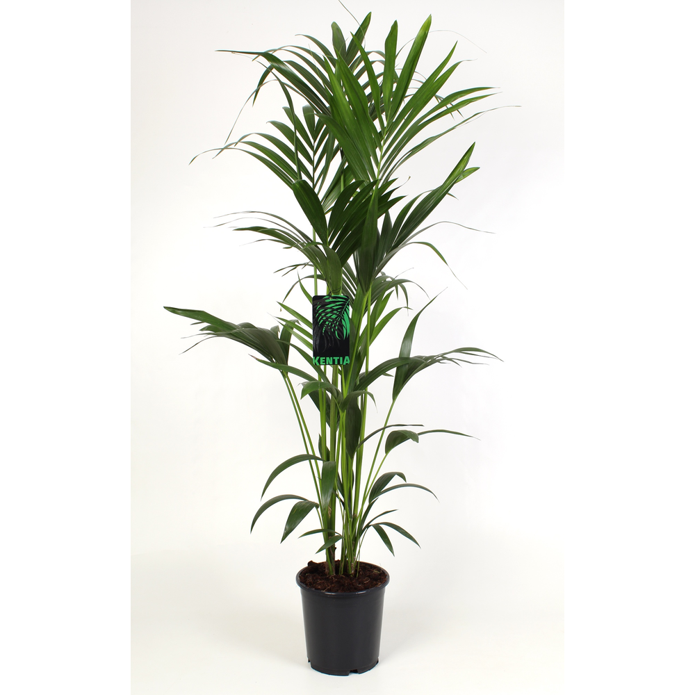 Kentia-Howea Forsteriana 24 cm 160 cm hoog (kopie).