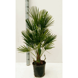 chamaerops humilis.