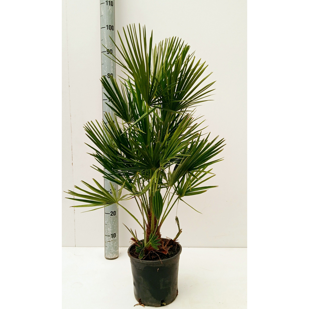chamaerops humilis.