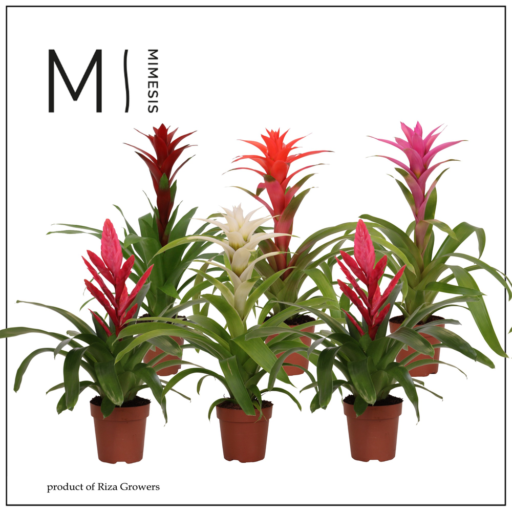 Mimesis Bromelia Sweet - 12 cm.
