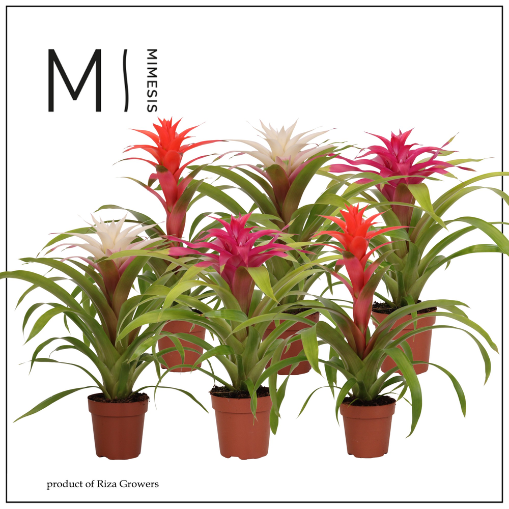 Mimesis Guzmania Sweet -12 cm.