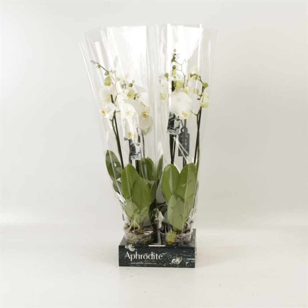 Phalaenopsis overig wit 2 tak wit Goddess.