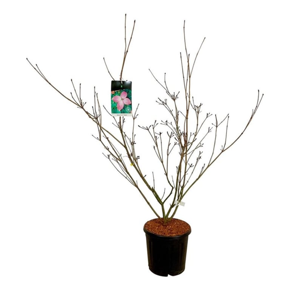 Cornus kousa 'Satomi'.