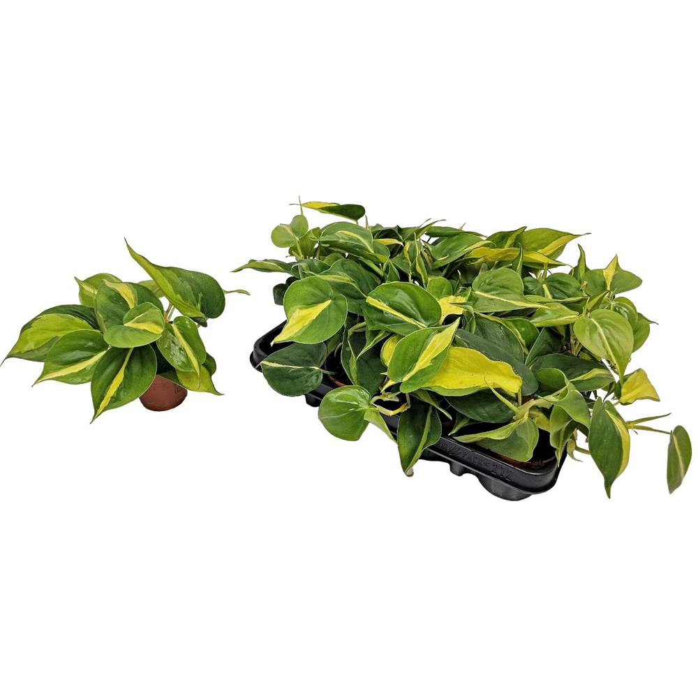 Philodendron Brasil.