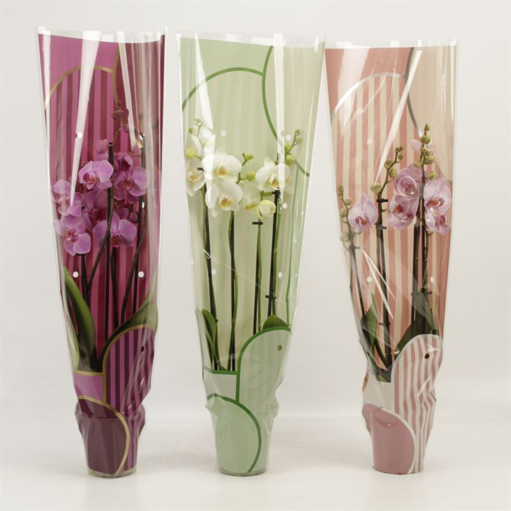 Phalaenopsis gemengd 4 tak gemengd in Leandra hoes.