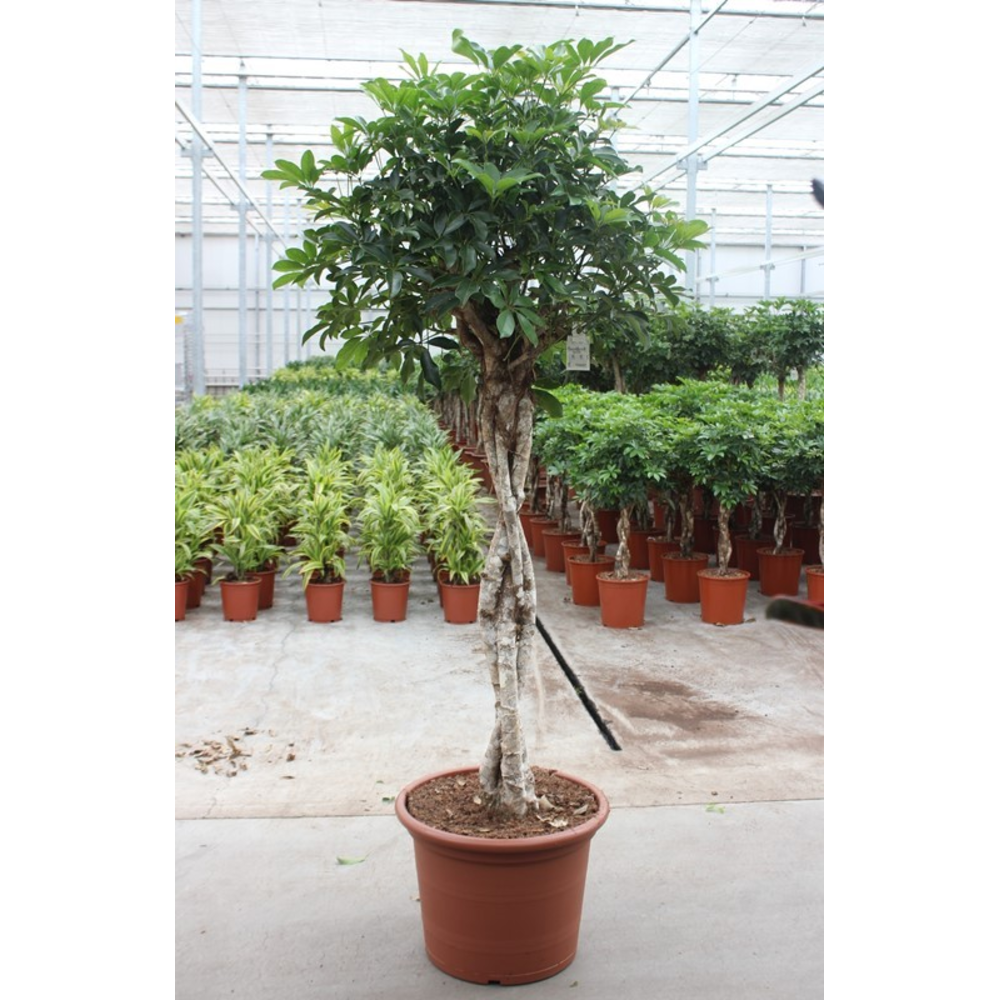 Schefflera arboricola 'Compacta'.
