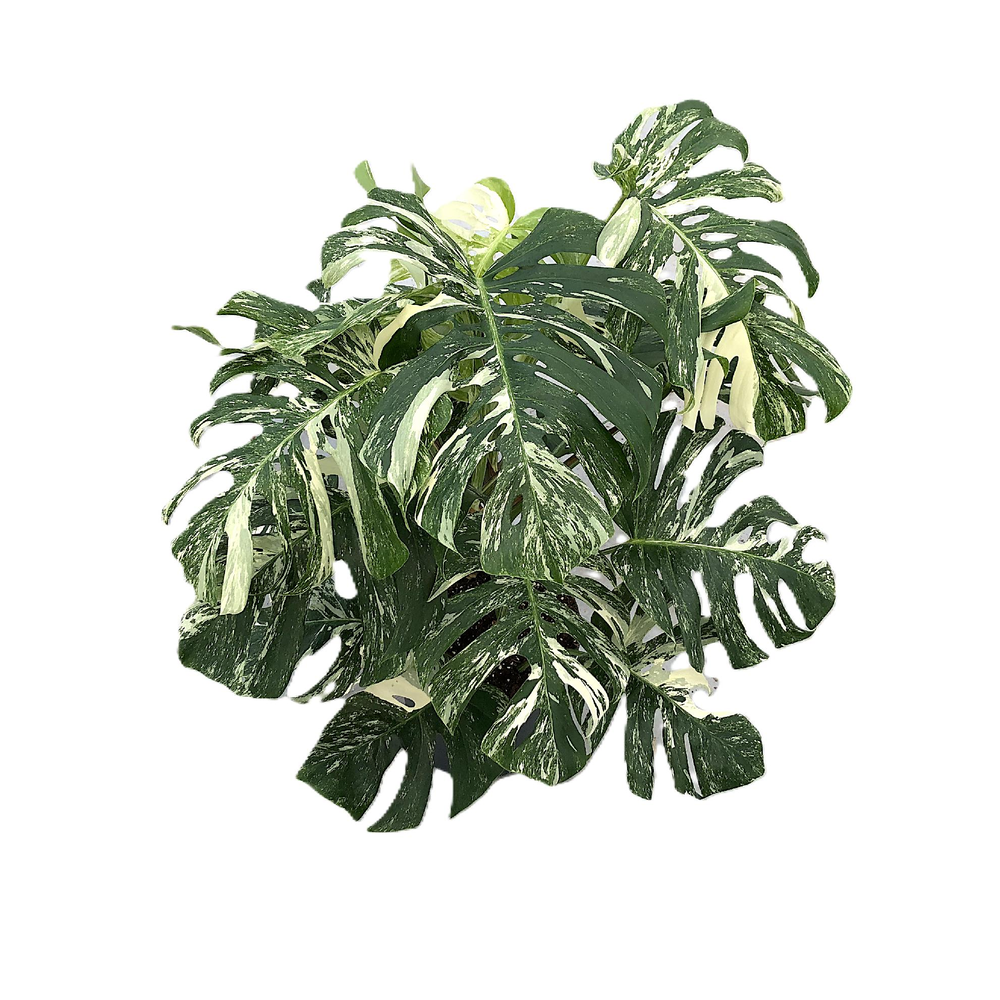 Monstera variegata p30 3pp struik.