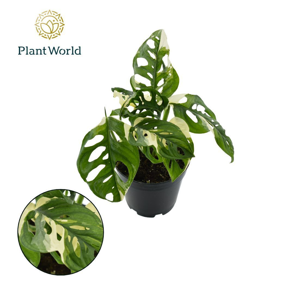 Monstera obiqua monkey 'Japanese Tricolour'.