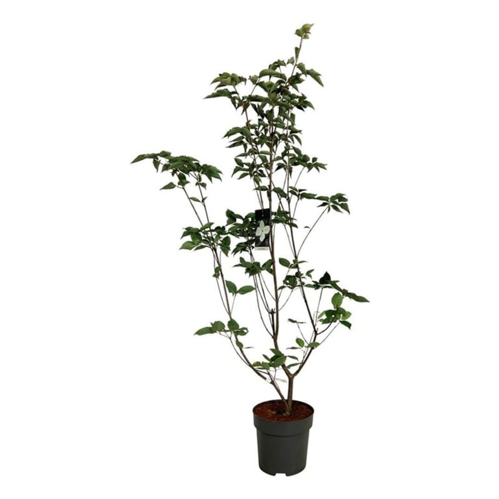 Cornus kousa 'Venus' ®.