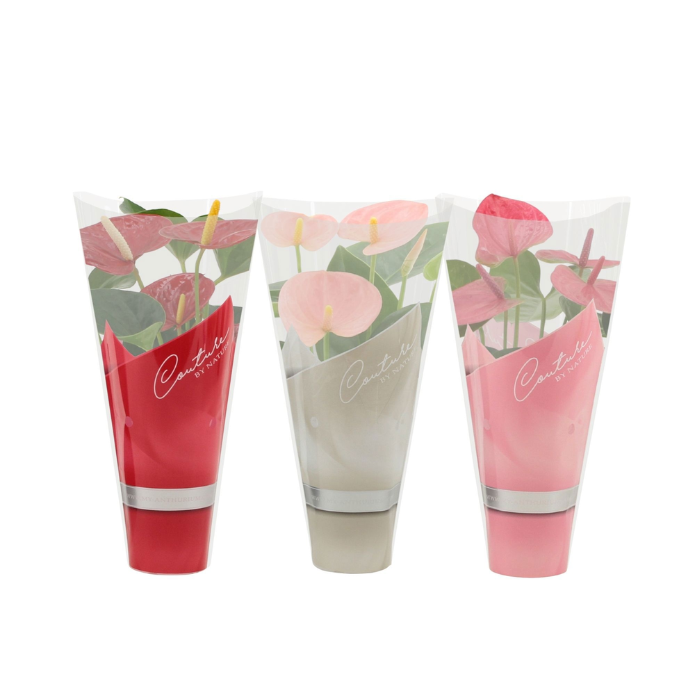 Anthurium 3 color mix in Couture sleeve.