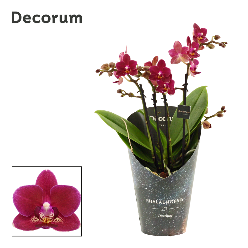 Phalaenopsis dazzling Chamonix 3-4 tak (Decorum).