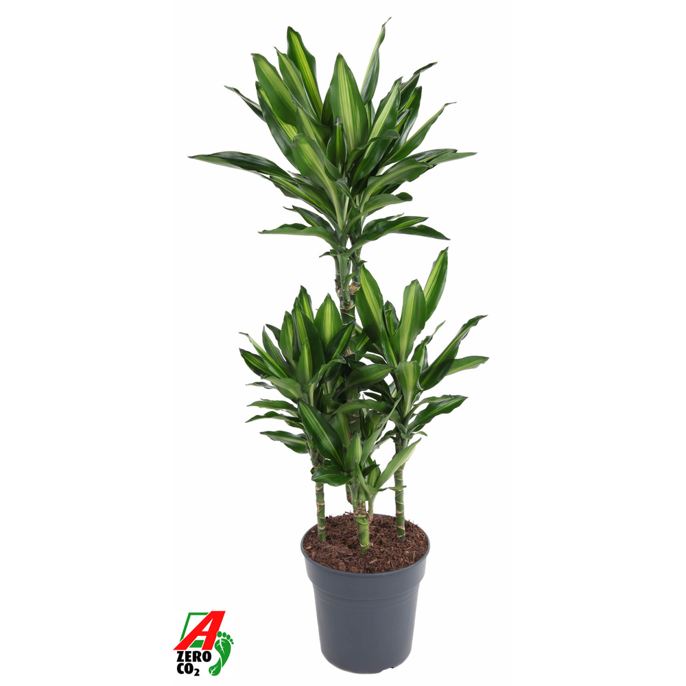 Dracaena Cintho 60-carrousel.