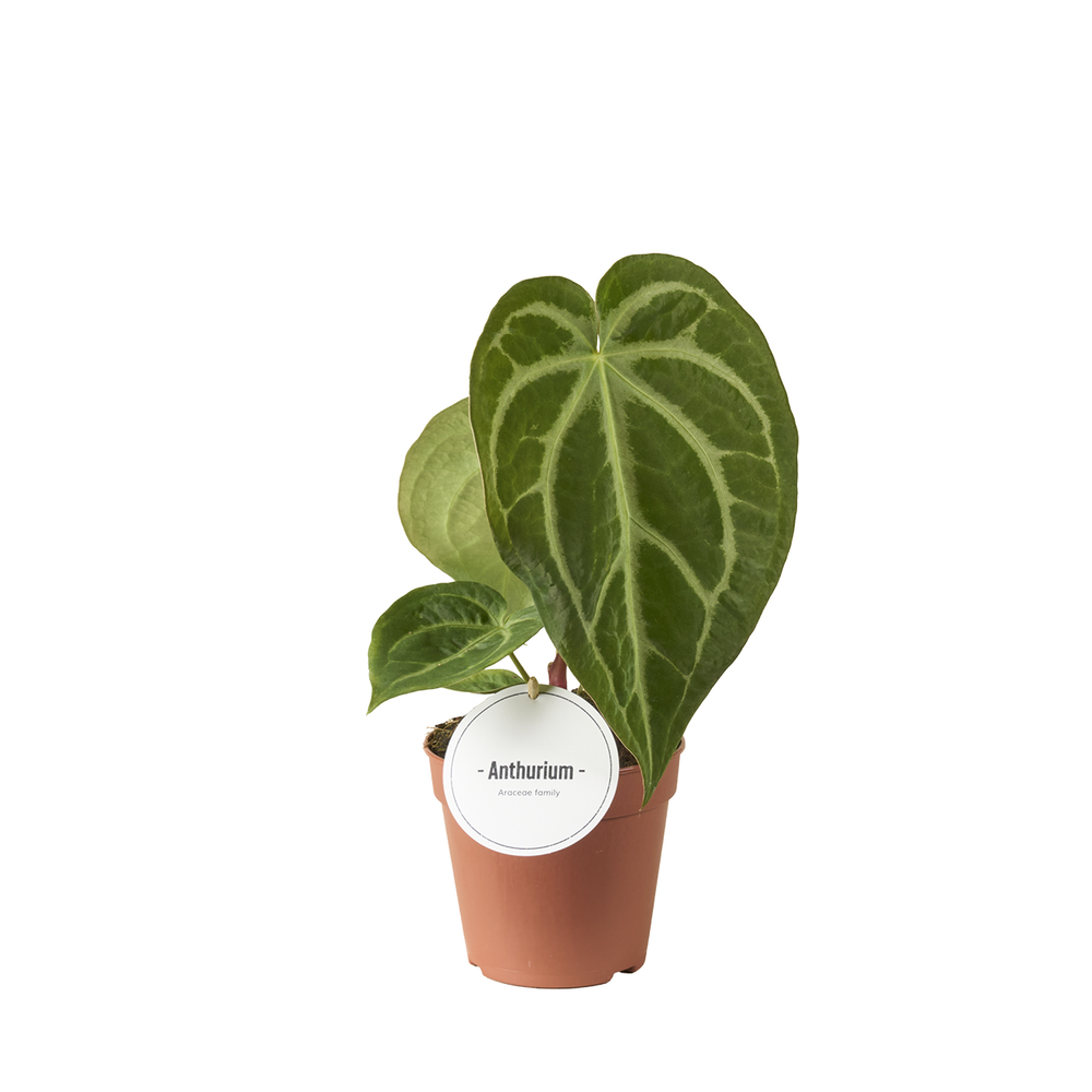 Anthurium Magnificum.