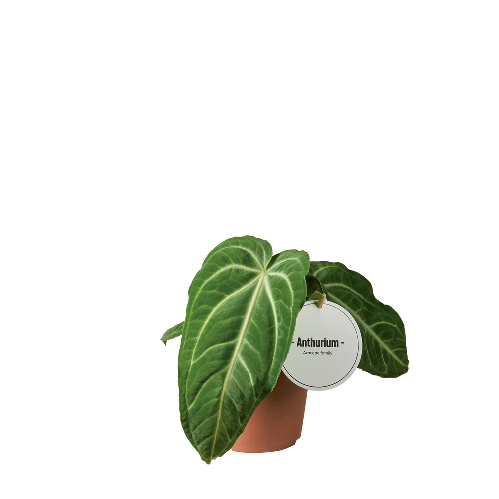 Anthurium Villenaorum.