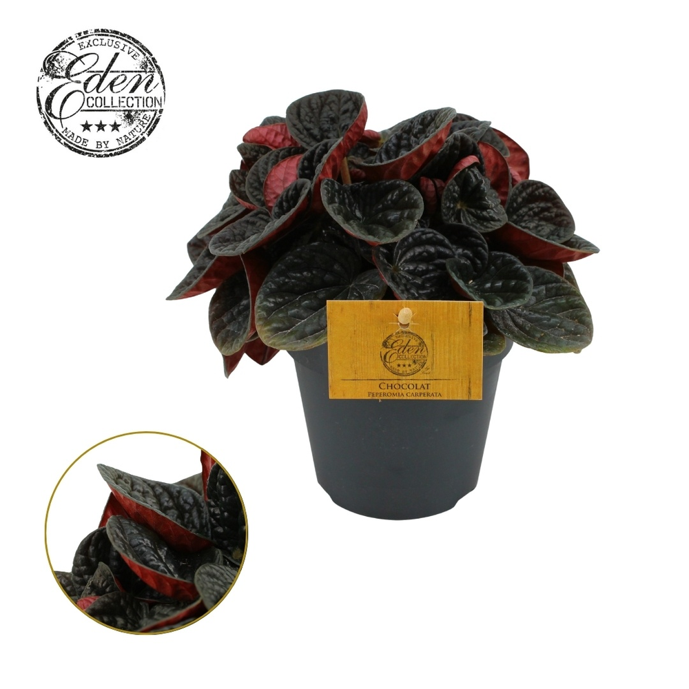 Peperomia Chocolat 12cm.