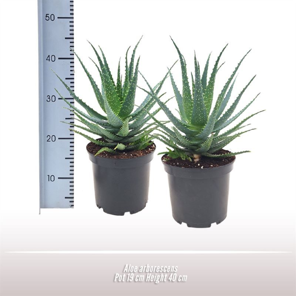 Aloe arborescens.