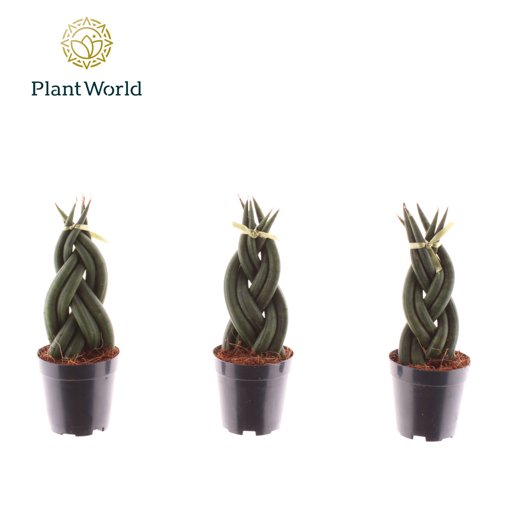 Sansevieria cylindrica 'Twist' P6.