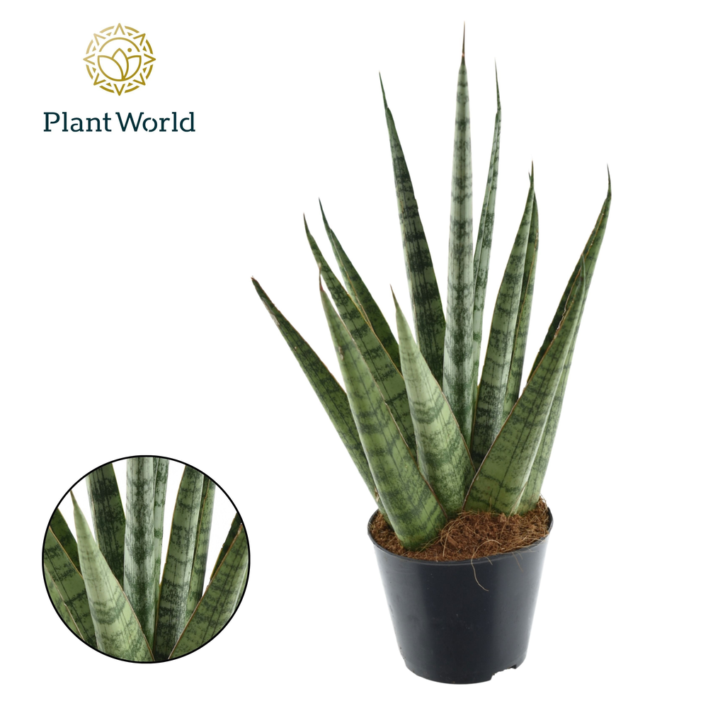 Sansevieria Sem P8,5.