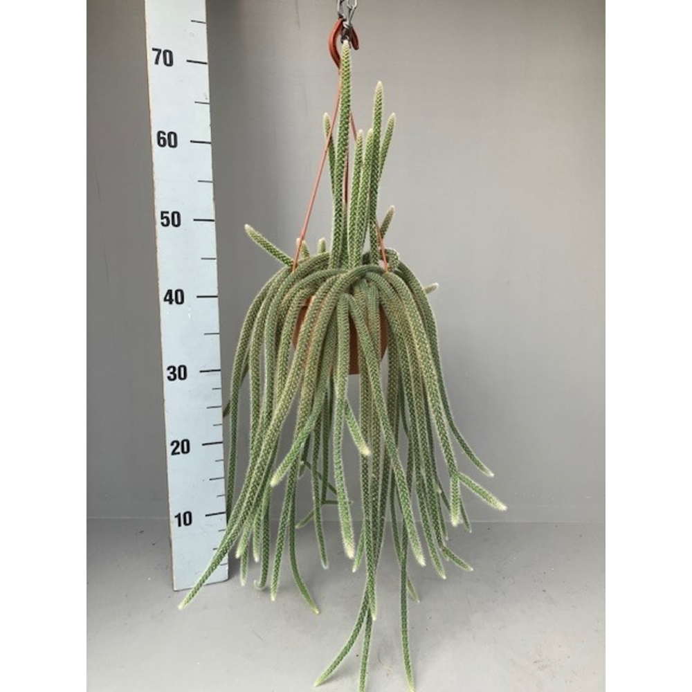 Aporocactus flagelliformis.