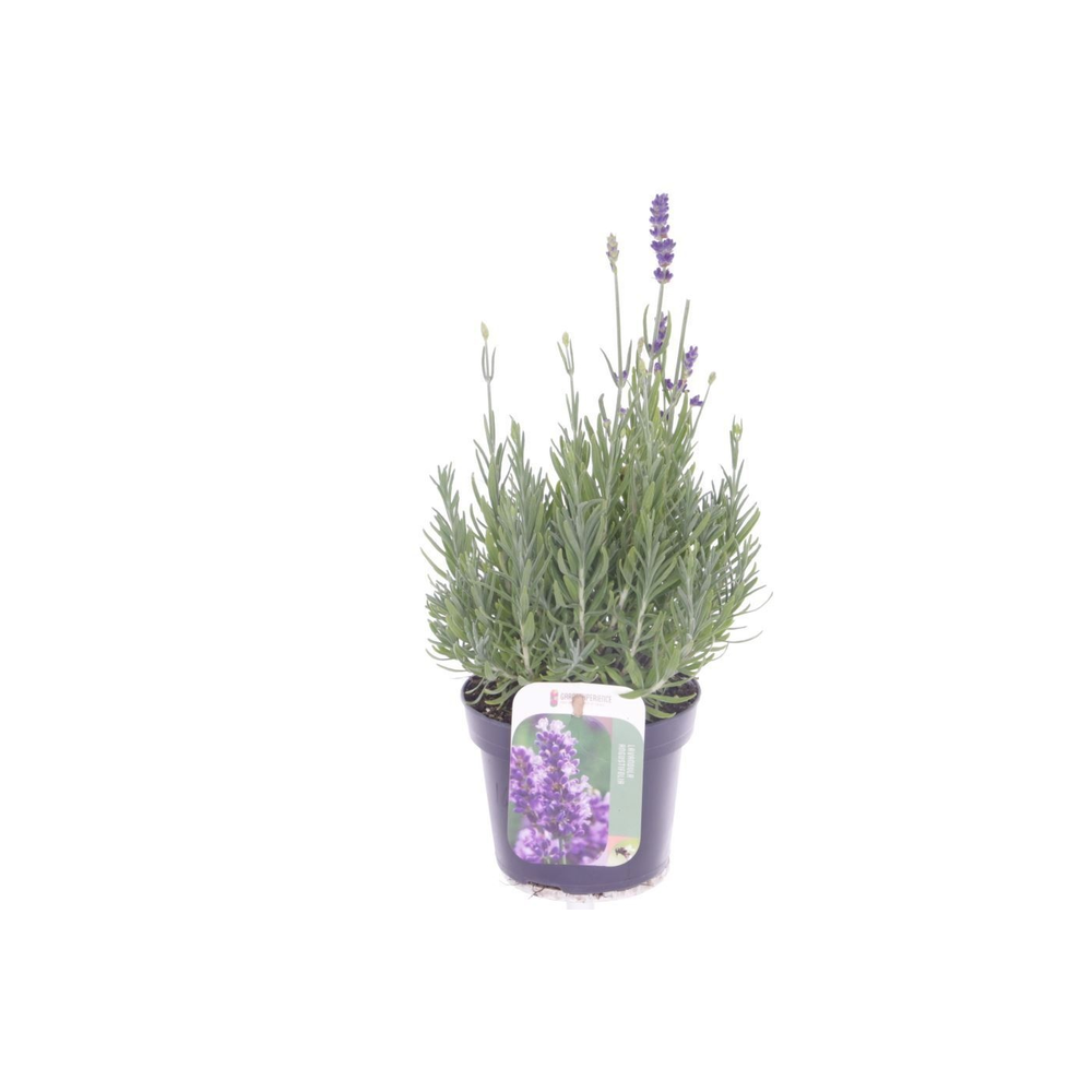 Lavandula ang. Essence Purple.