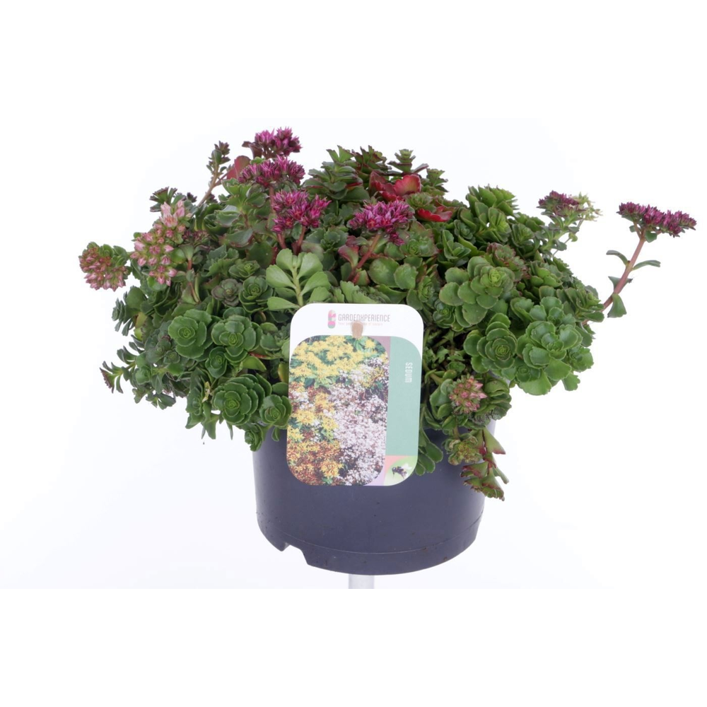 Sedum spurium Coccineum.