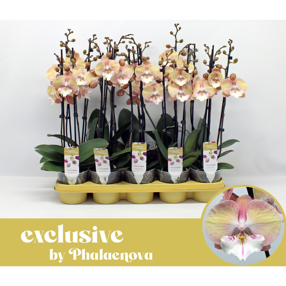 Tina 2-tak 50cm (GROEN).