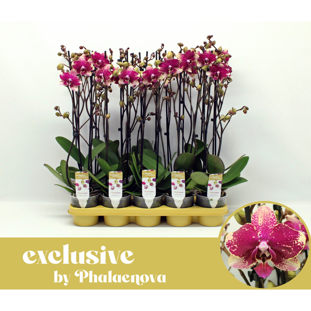 Rombley 2-tak 60 (RIJP).