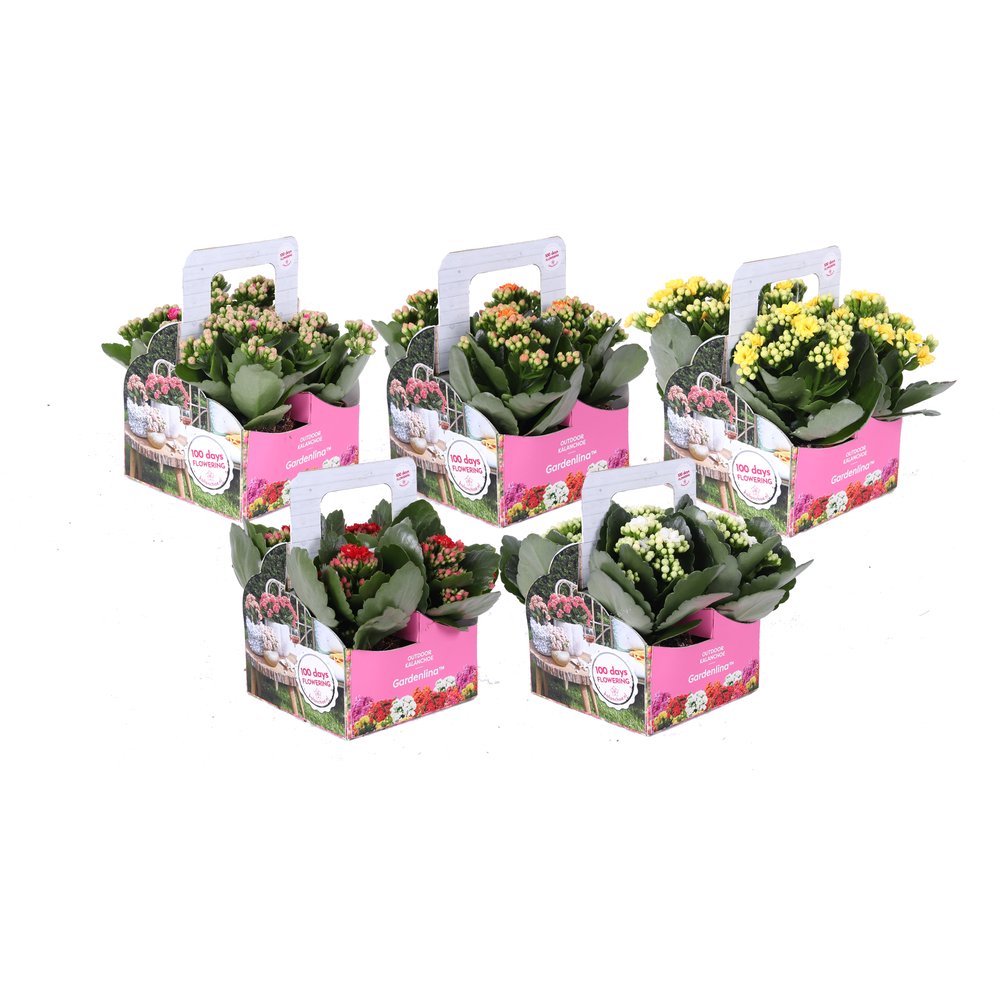 Kp-861.1 - Kalanchoe Gardelina 7cm mix in 4-pack.