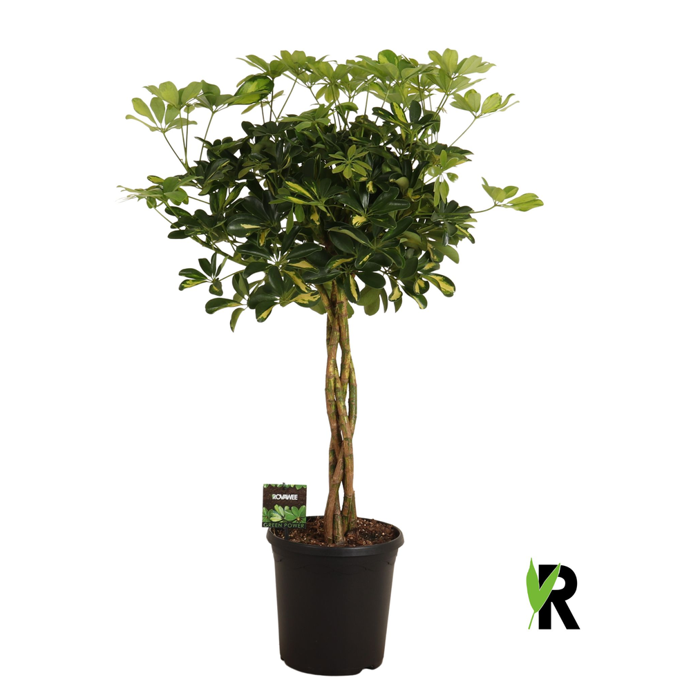 Schefflera arb. Gold Capella gevlochten stam.