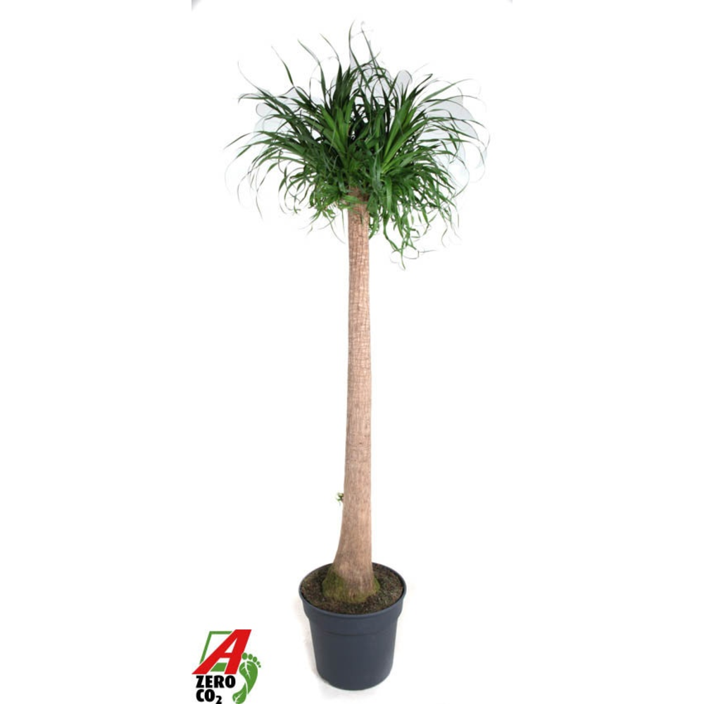 Beaucarnea stam P40 - 5ft.