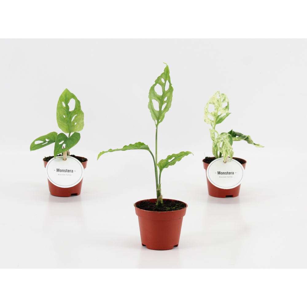 Monstera Mix.