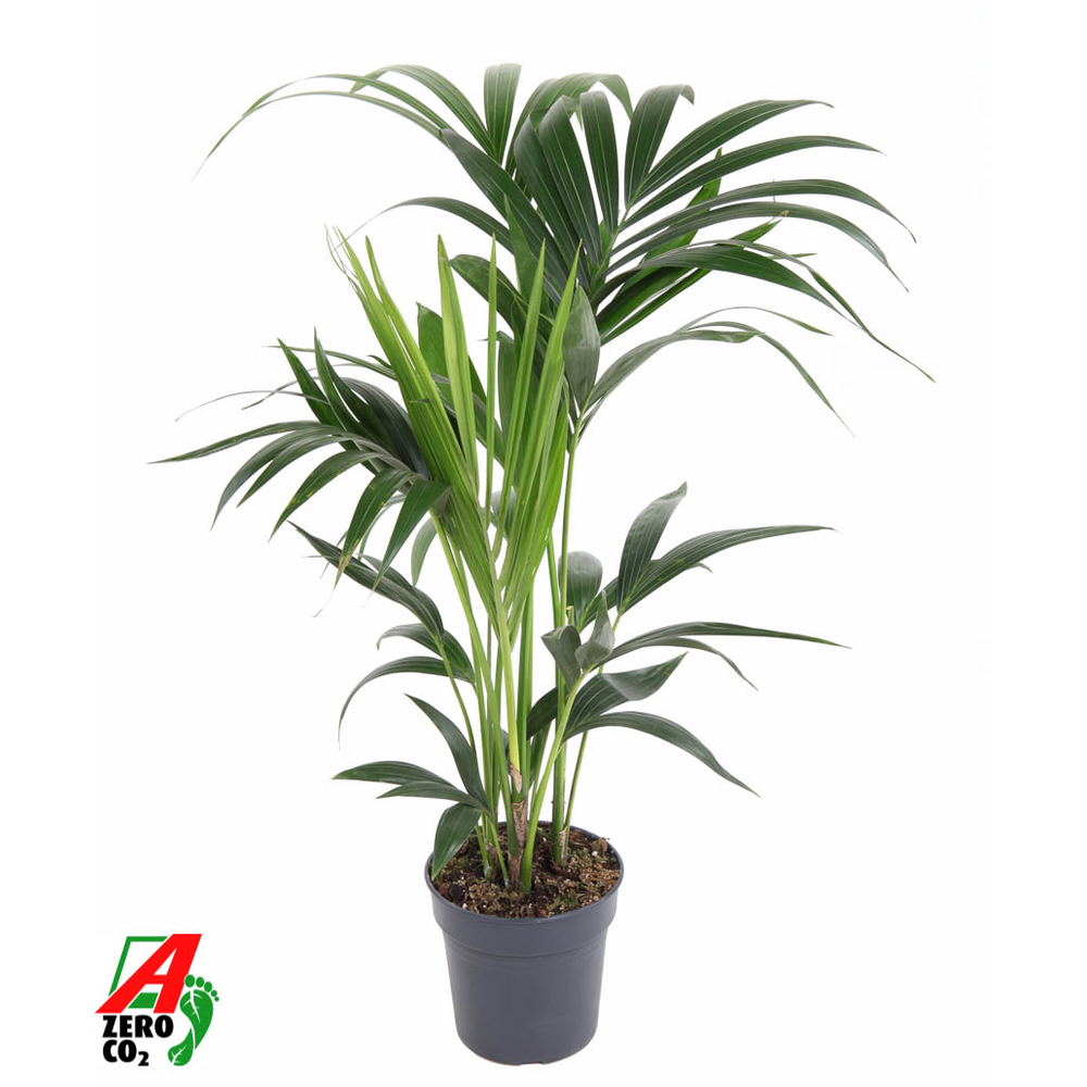 Howea Forsteriana(kentia) P17-80.