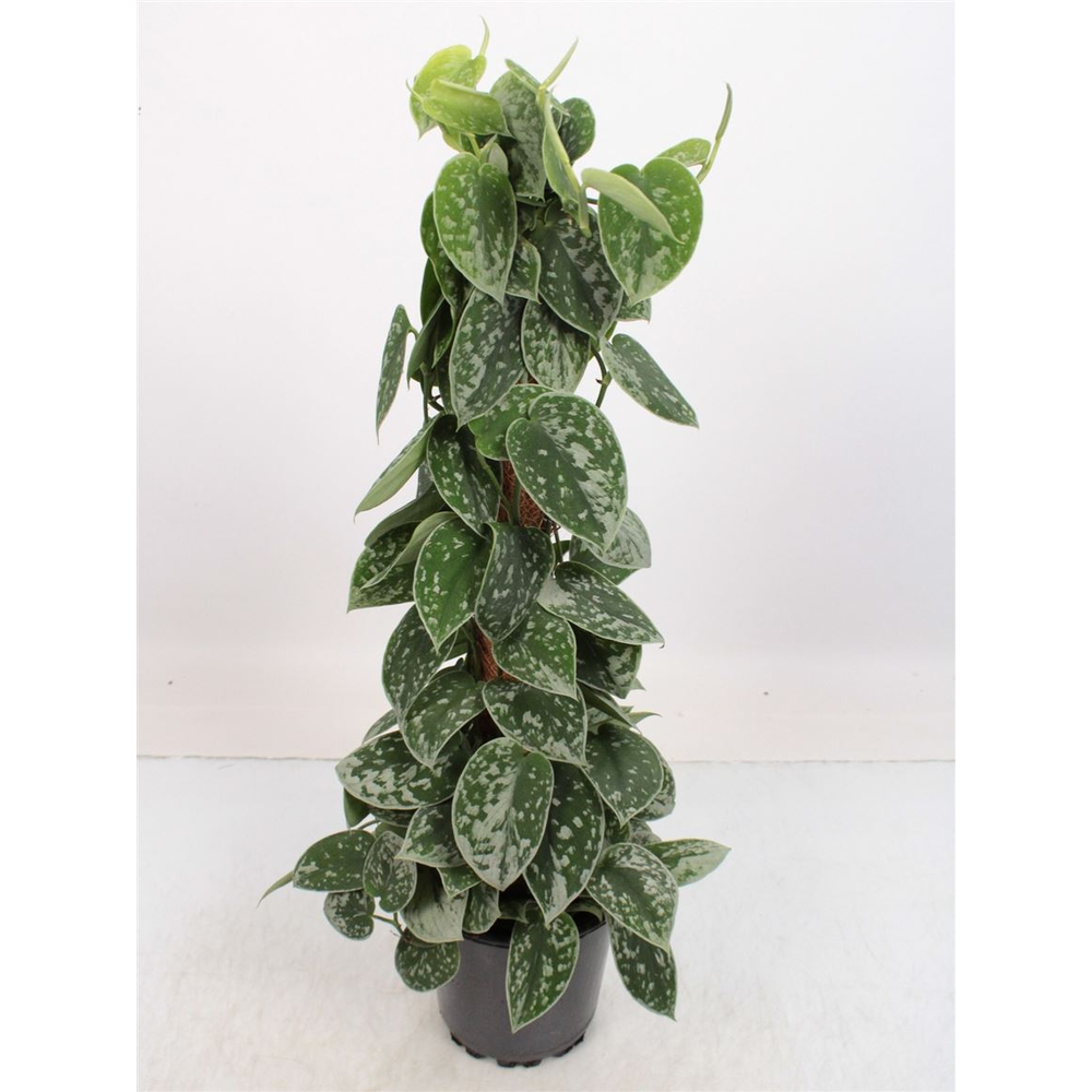Scindapsus Silvery Ann Mosstok.