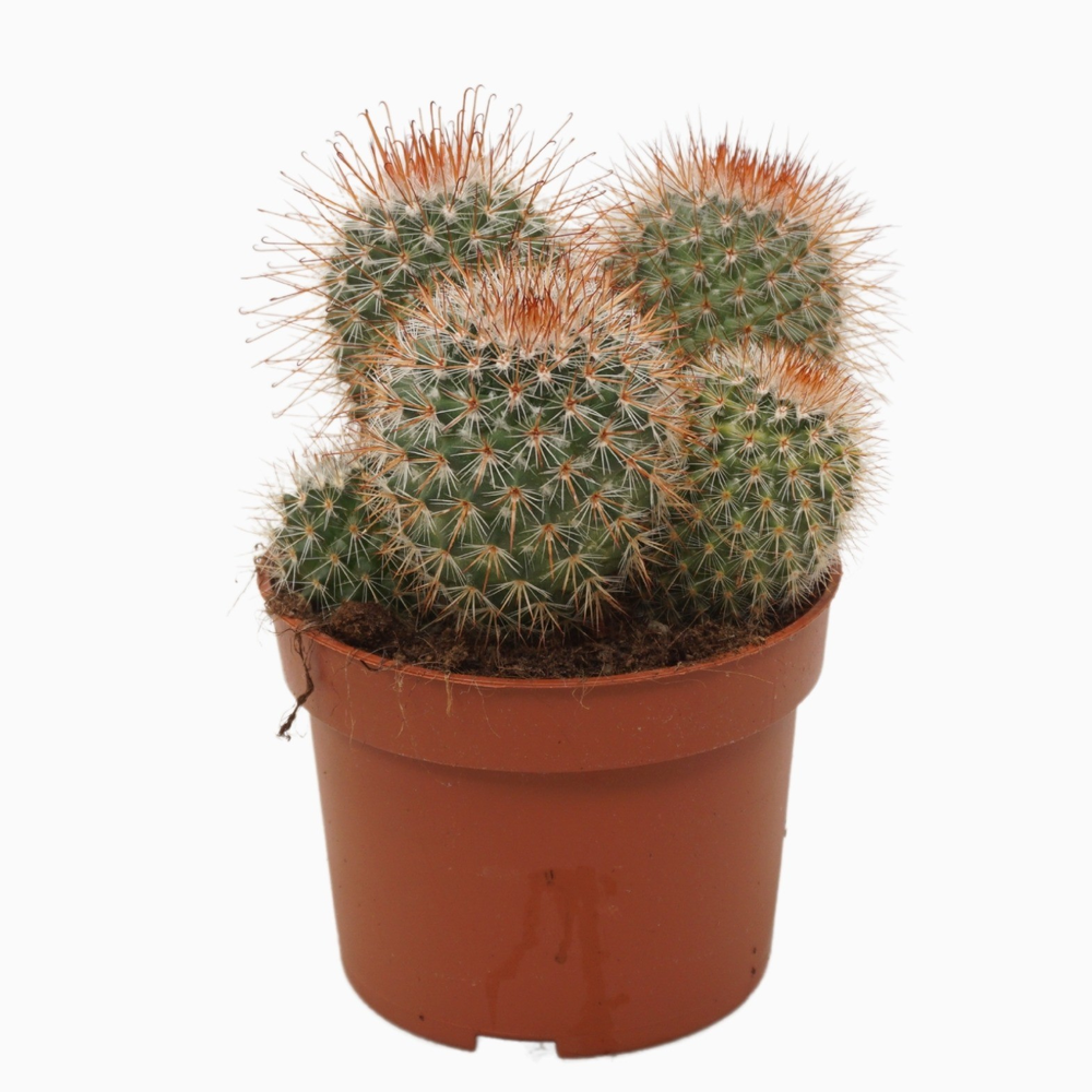 Mammillaria spinosissima 10,5 cm.