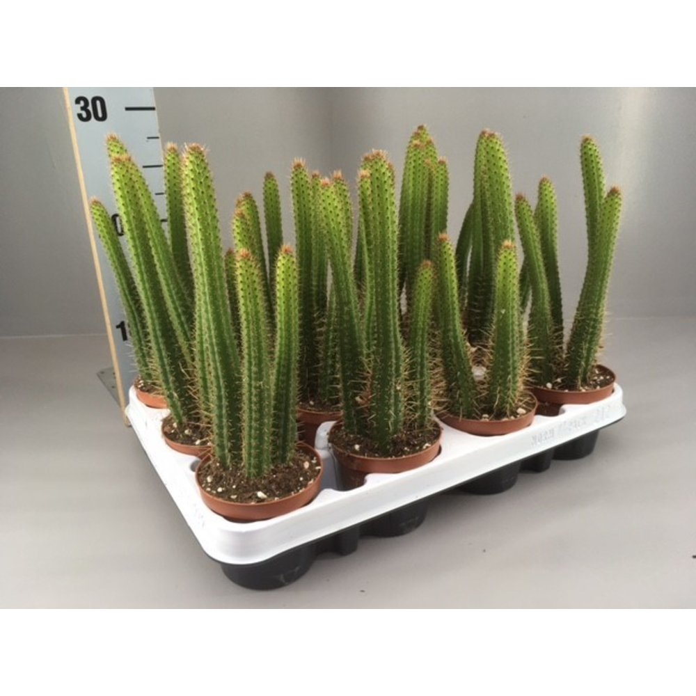 Cleistocactus samaipatanus.