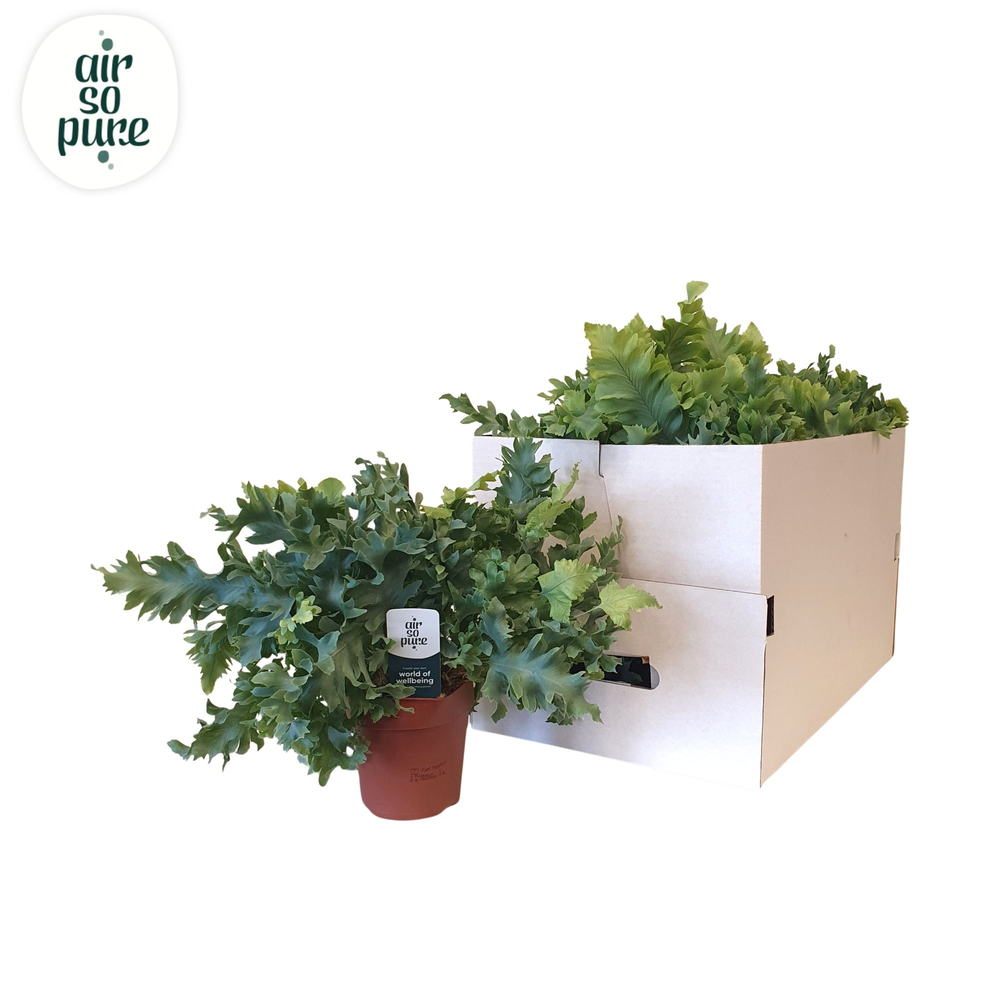 Phlebodium davana ECO.