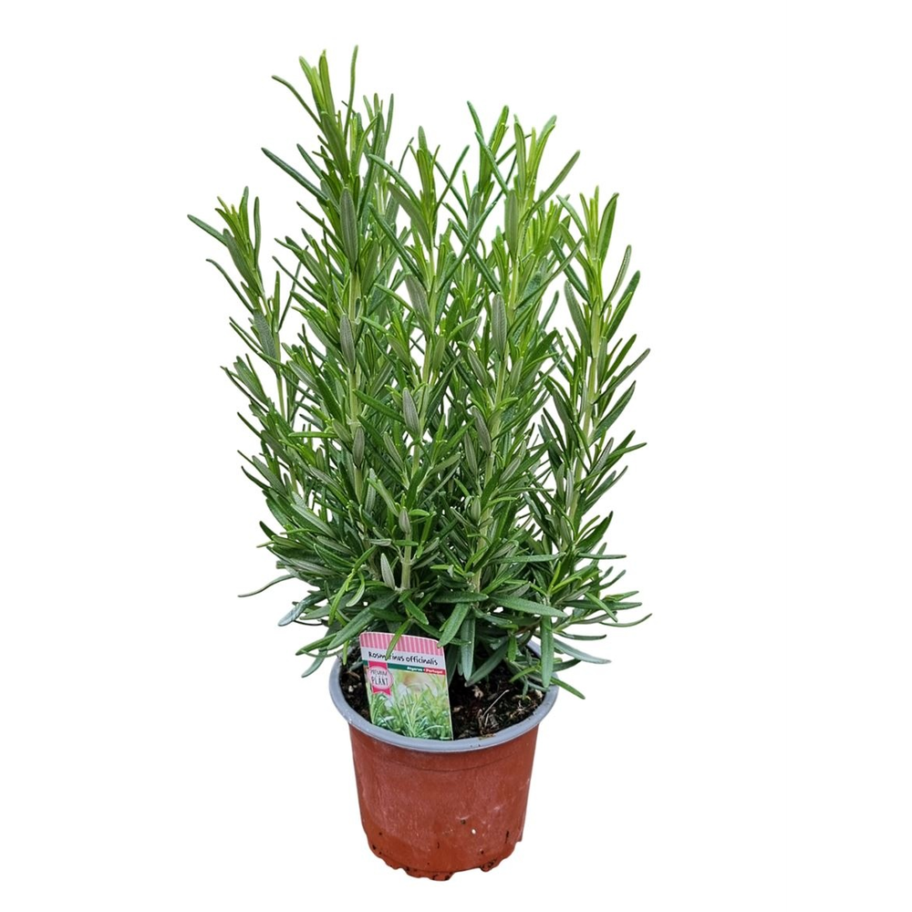 Rosmarinus Officinalis Bush - 1154.