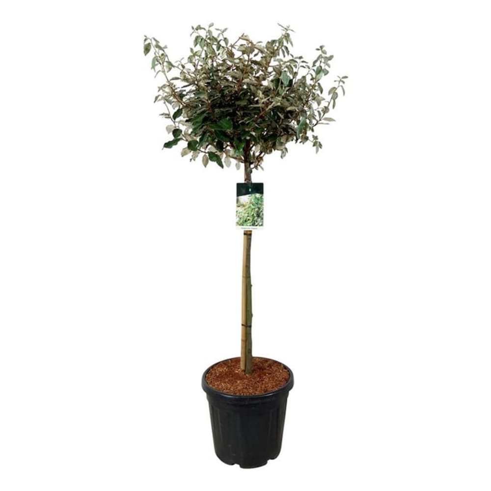 Elaeagnus ebb. 'Compacta'.