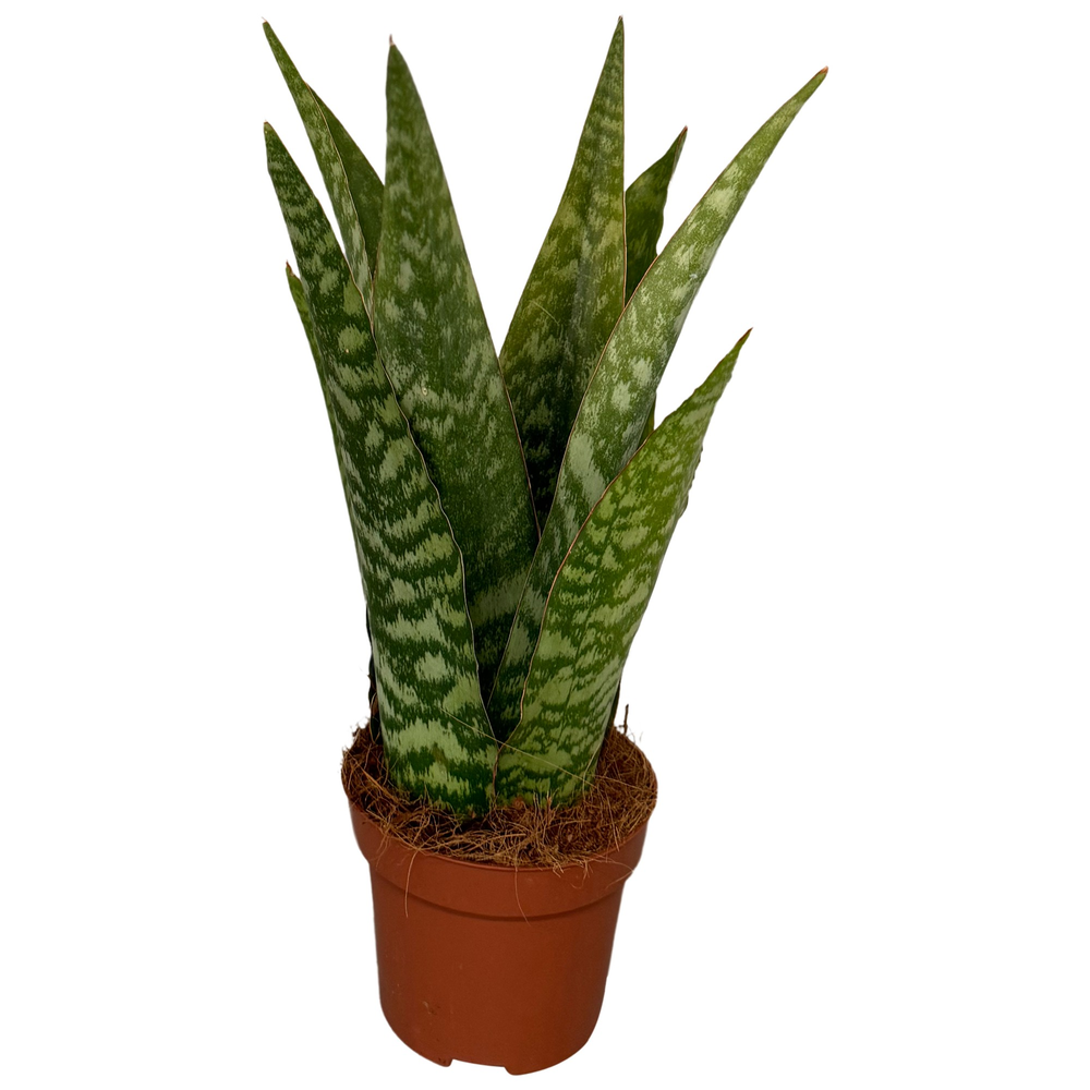 Sansevieria Cylindrica Aubrytiana.
