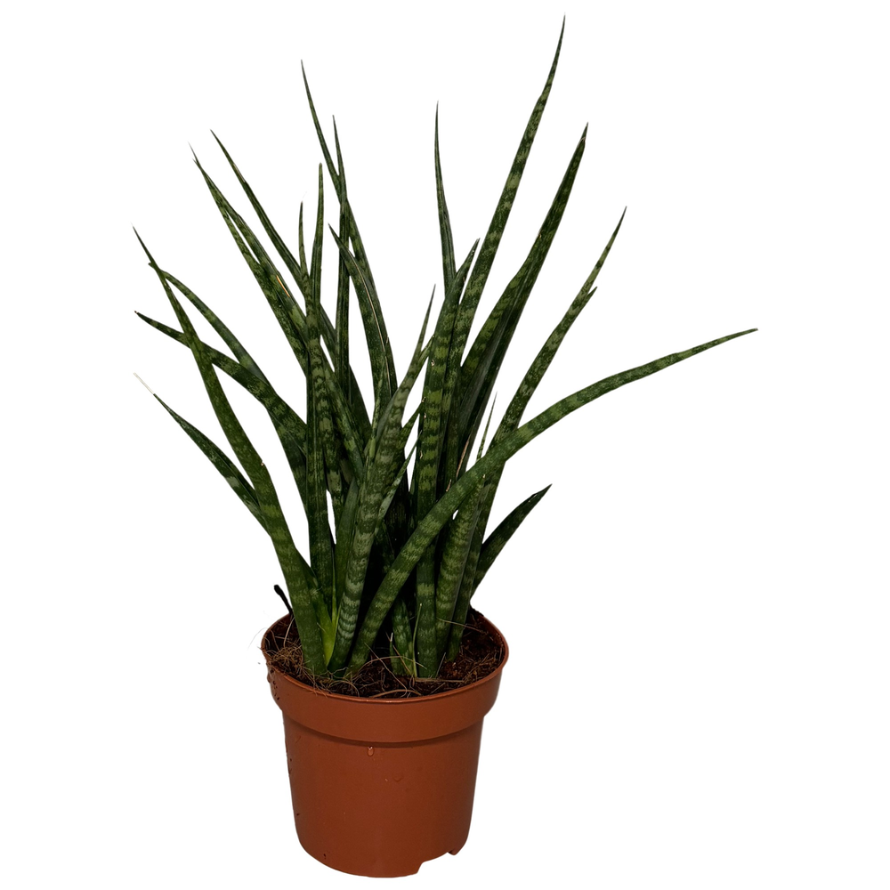 Sansevieria Cylindrica Fernwood.