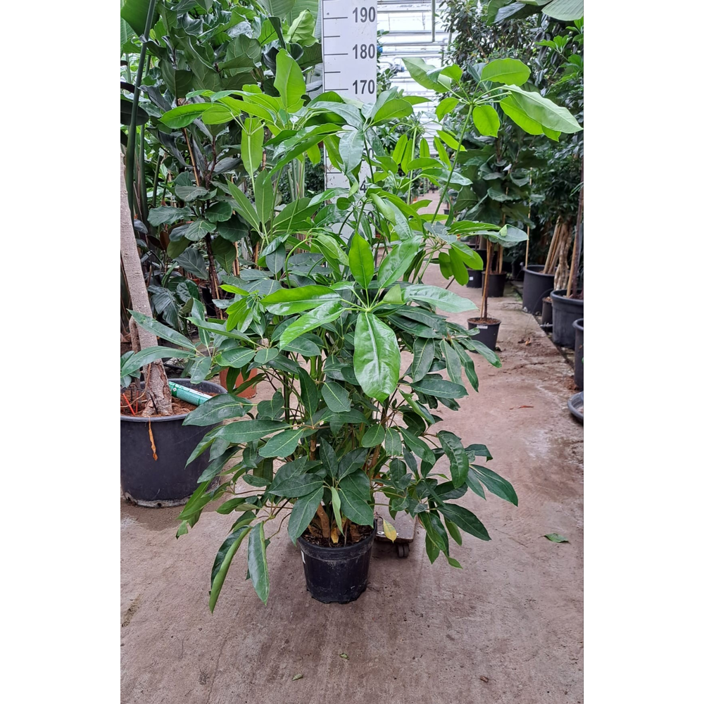 Schefflera Amate toef 170.
