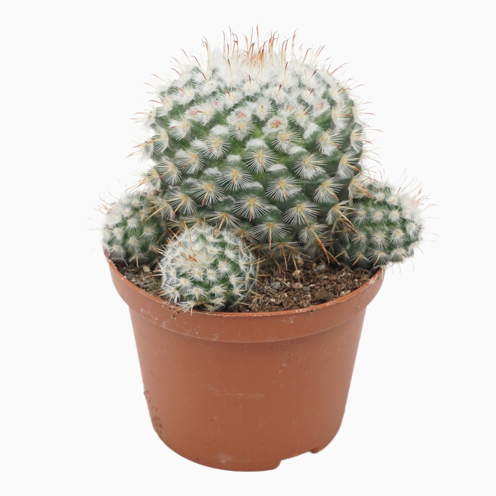 Mammillaria bombycina 10,5 cm.