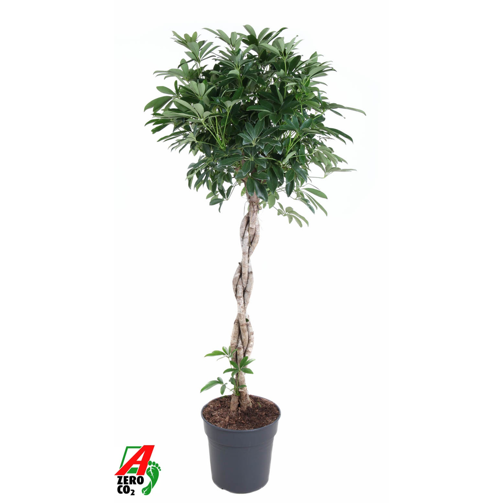 Schefflera Compacta gevlochten stam P27.
