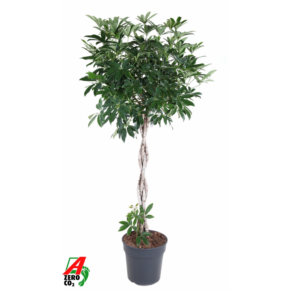 Schefflera Compacta gevlochten stam P31.